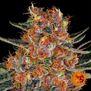 semillas feminizadas Purple Punch de Barney's Farm para cultivo