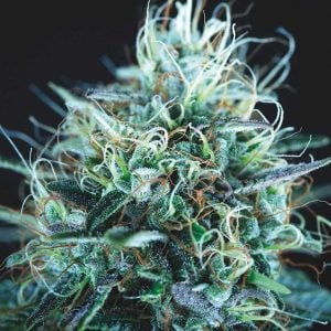 Purple Urkle x Blue Pyramid 5 u. fem. Pyramid Seeds Gold Line