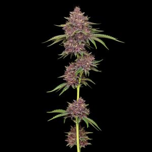 semilla feminizada Purpz de Humboldt Seeds Company para cultivo