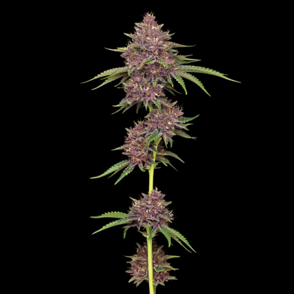 semilla feminizada Purpz de Humboldt Seeds Company para cultivo