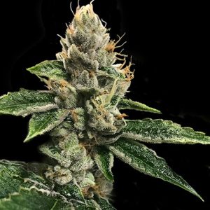 RPï43 - 3 u. fem. DNA Genetics