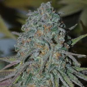 semillas feminizadas RainBoof 3+1 de Bask Triangle Farms para cultivo