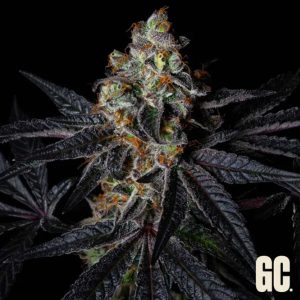 Rainbow Apples Grand Cru Genetics