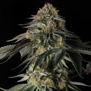 semillas feminizadas Rainbow Gas de Silent Seeds para cultivo de cannabis