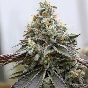 Rainbow Sherbert x Spritzer 3+1 u. fem. Vision Seeds