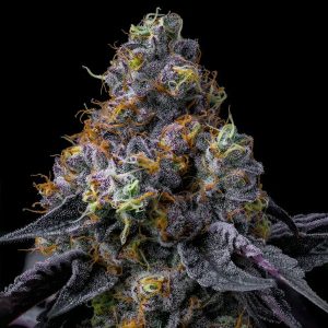 Semillas feminizadas Rainbow Sherbet de Barney's Farm para cultivo