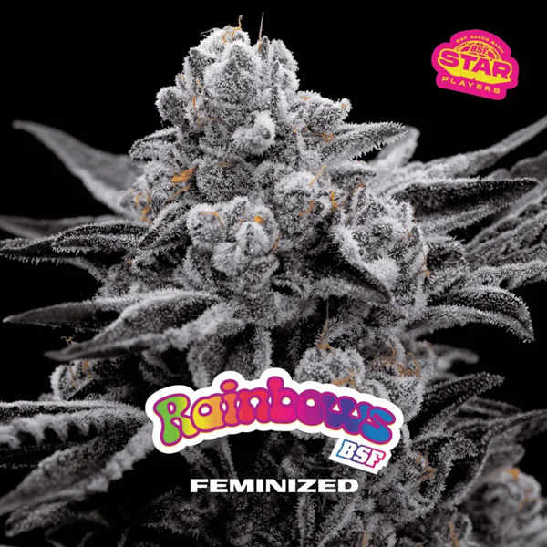 Semillas feminizadas Rainbows BSF para cultivo