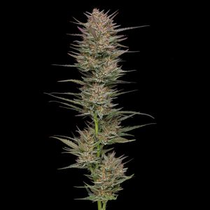 semilla feminizada Raspberry Parfait Humboldt Seeds Company
