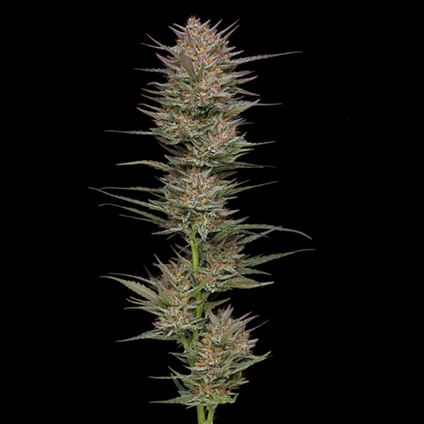 semilla feminizada Raspberry Parfait Humboldt Seeds Company