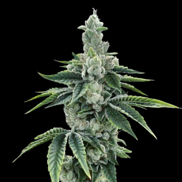 ReCon 2.0 - 3 u. fem. DNA Genetics