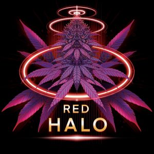 semillas feminizadas Red Halo de Conscious Genetics para cultivo