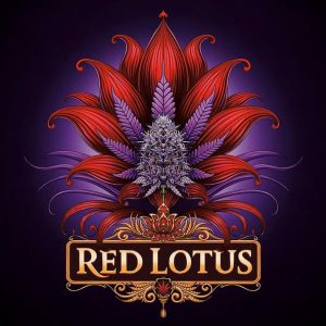 semillas feminizadas Red Lotus para cultivo consciente