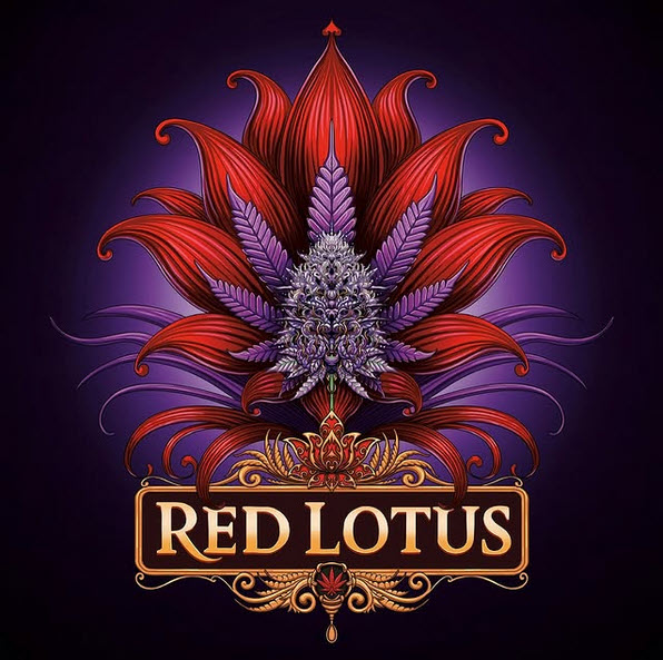 semillas feminizadas Red Lotus para cultivo consciente