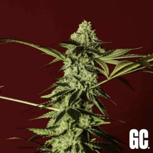 semillas feminizadas Red Prince Grand Cru Genetics para cultivo