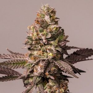 Red Tropicana Cookies 5 u. fem. Dutch Passion Limited Edition