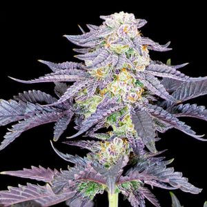 Semillas feminizadas Red Velvet Sacred Terps para cultivo