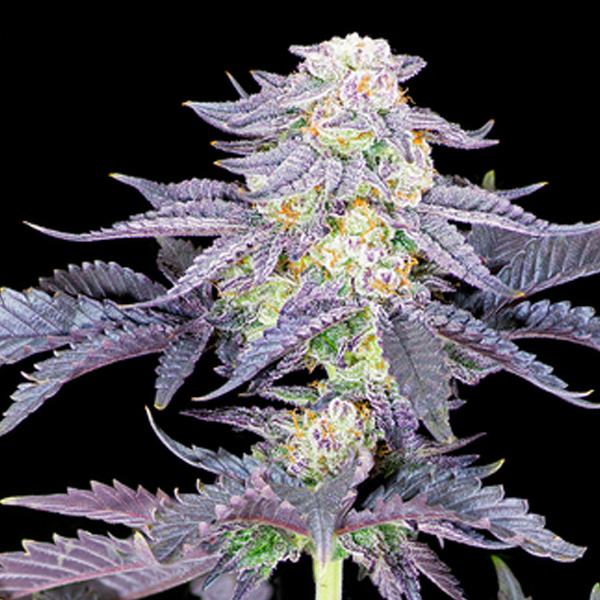 Semillas feminizadas Red Velvet Sacred Terps para cultivo