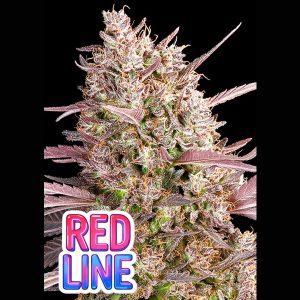 semillas feminizadas Redline de Anesia Seeds para cultivo