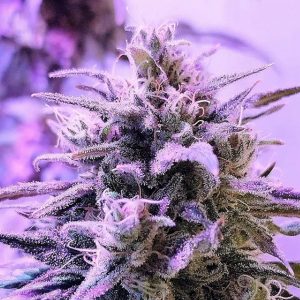 Respeto French Touch Seeds