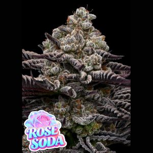 Rose Soda Anesia