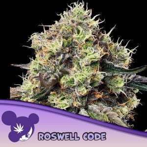 Semillas feminizadas Roswell Code de Anesia Seeds para cultivo
