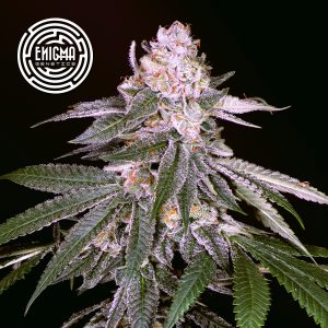 Rozay 3 u. fem Enigma Genetics