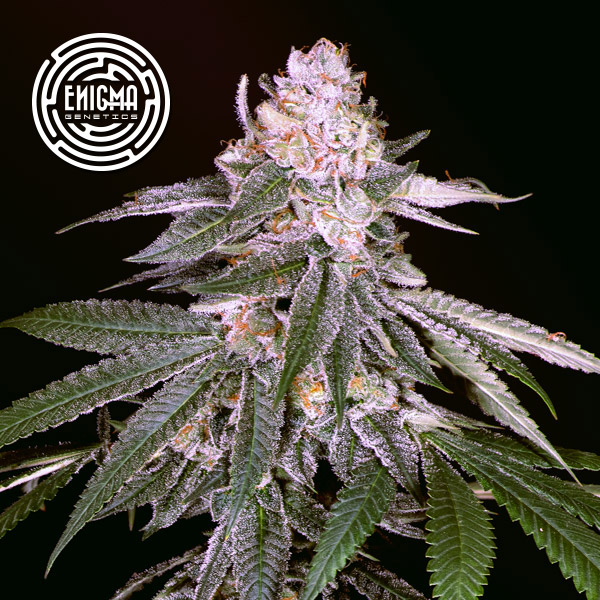 Rozay 3 u. fem Enigma Genetics