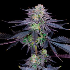 Semillas feminizadas Runtz Sacred Terps para cultivo de cannabis