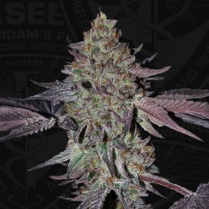 Runtz N´Roses 710 Limited T.H. Seeds