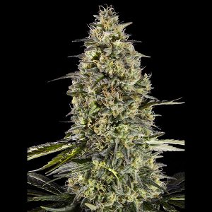 Runtz Triploid 5 + 2 u. fem. Advanced Seeds