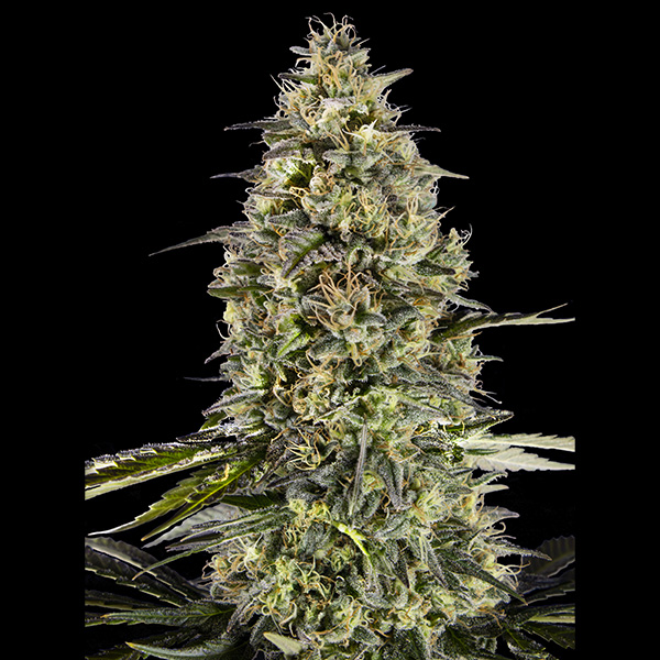 Runtz Triploid 5 + 2 u. fem. Advanced Seeds