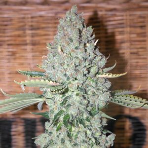 Semillas feminizadas Sativa Des Rois French Touch Seeds para cultivo