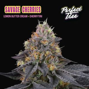 Savage Cherries Perfect Tree