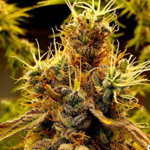 semillas feminizadas Scat Queen de Elev8 Seeds para cultivo