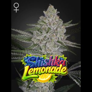 Shishka Lemonade Green House