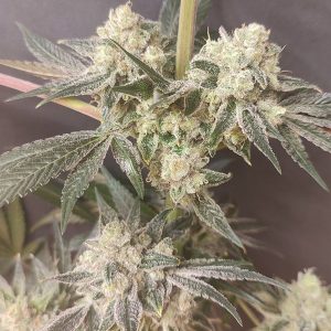 Shishkaberry Edition 4 u. Spice of Life