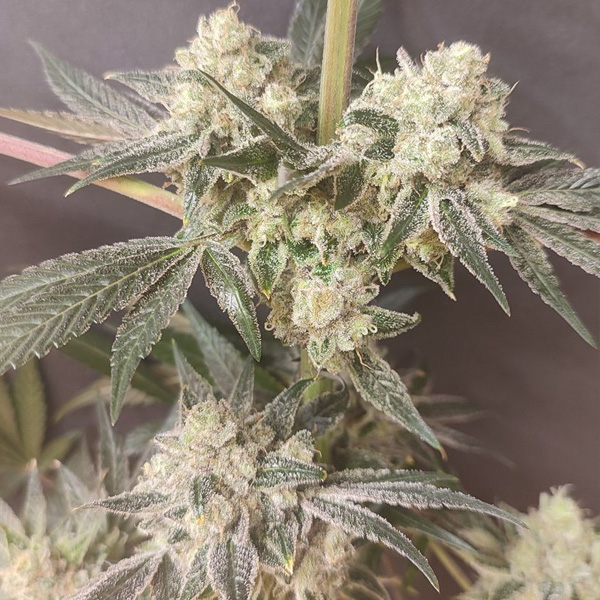 Shishkaberry Edition 4 u. Spice of Life