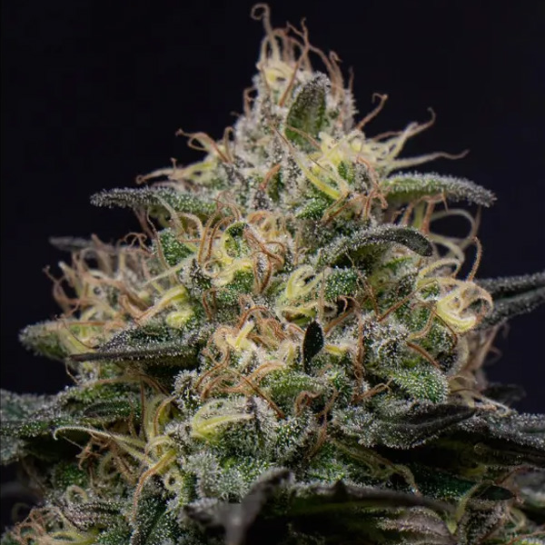 Semillas feminizadas Silly Hills Triploid para cultivo