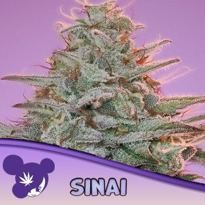 Semillas feminizadas Sinai Anesia para cultivo