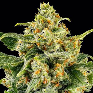Semillas regulares Skunk #1 de Barney's Farm para cultivo