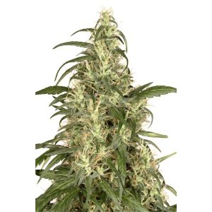 Skunk #11 - 1 u. fem. Dutch Passion