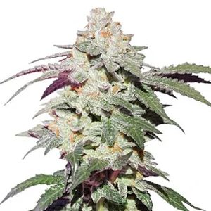 Skywalker Haze 1 u. fem. Dutch Passion