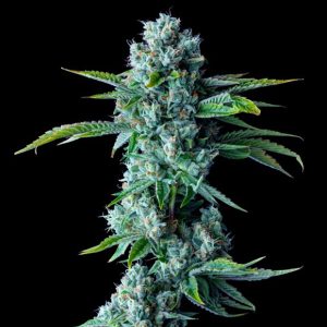 Skywalker Kush 3 u. fem. DNA Genetics