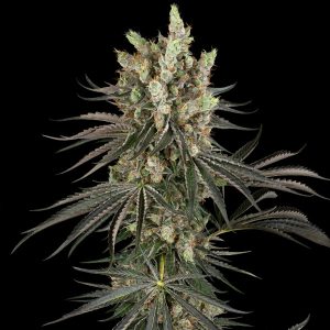 Slam Dank Sensi Seeds Research