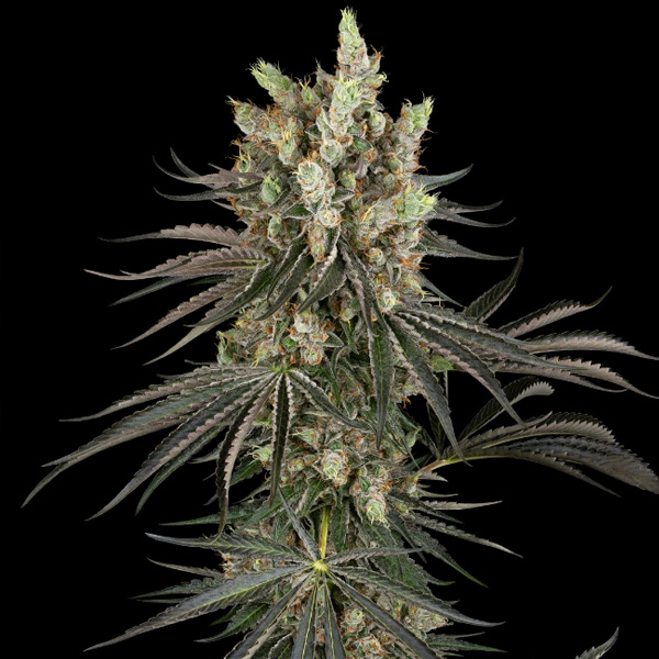 Slam Dank Sensi Seeds Research