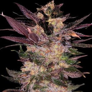 Semillas feminizadas Slapz Empire Seeds para cultivo