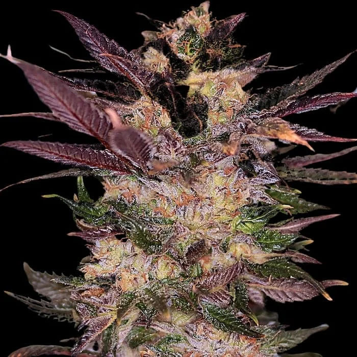Semillas feminizadas Slapz Empire Seeds para cultivo