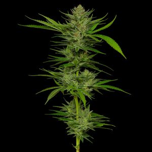 semillas feminizadas Slightly Stoopid Fruits Humboldt Seeds Company