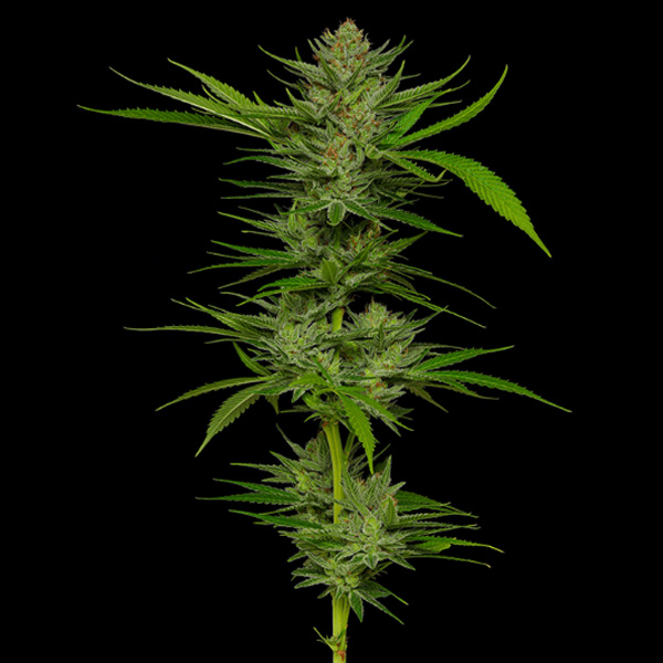 semillas feminizadas Slightly Stoopid Fruits Humboldt Seeds Company