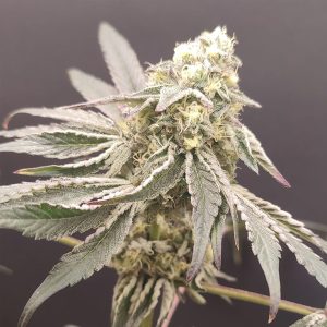 Slurpicle #11 - 4 u. Seeds of Anarchy